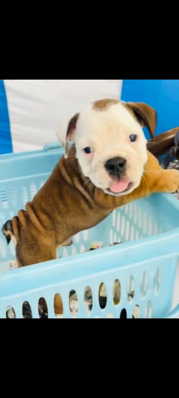 Buy Male English bulldog Puppy from Ahmedabad